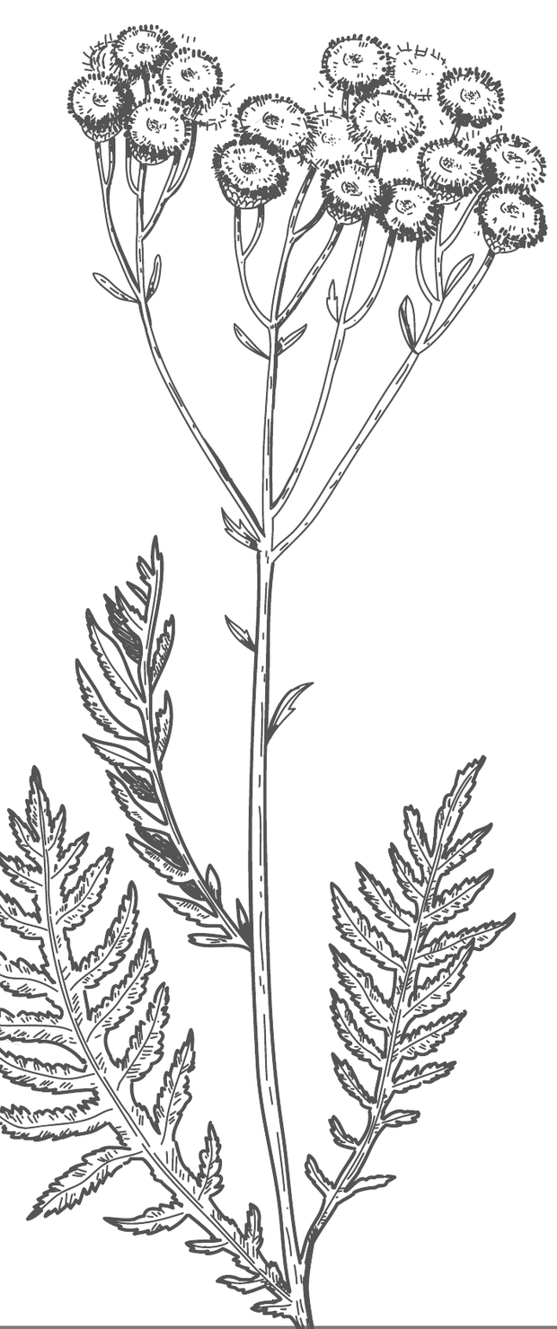pHure Sea Buckthorn